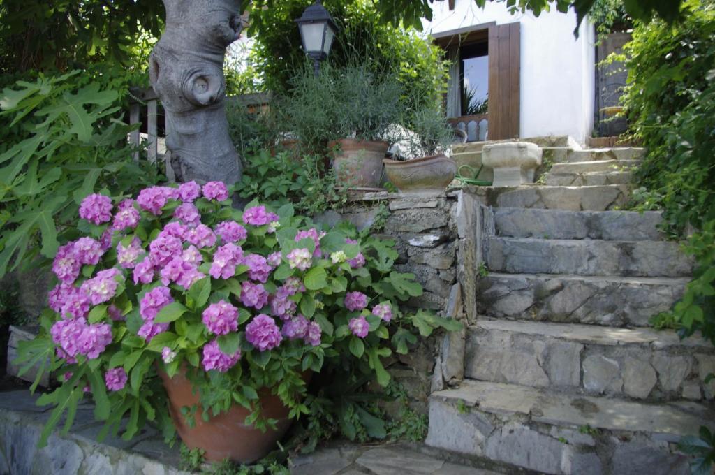Terrace Houses Sirince Selcuk Rom bilde